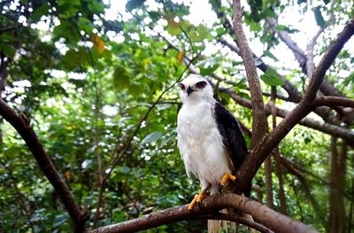 Low angle view of bird perching on tree