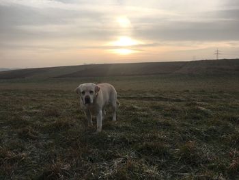 Dog on field against sky during sunset