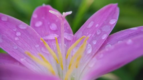 Close-up of wet pink flower