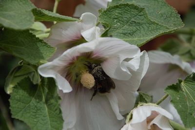 Close-up of white flowering plant