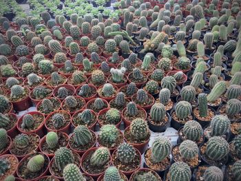 High angle view of succulent plants