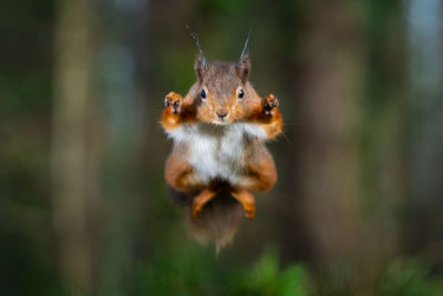 Close-up of squirrel hanging on plant