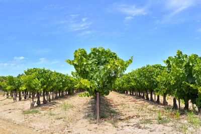 View of vineyard against sky