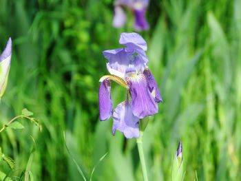 Close-up of purple iris flower