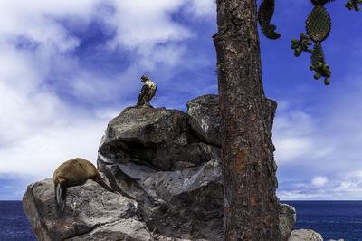 A galapagos hawk is checking out a sleeping sea lion. a fantastic moment to experience.