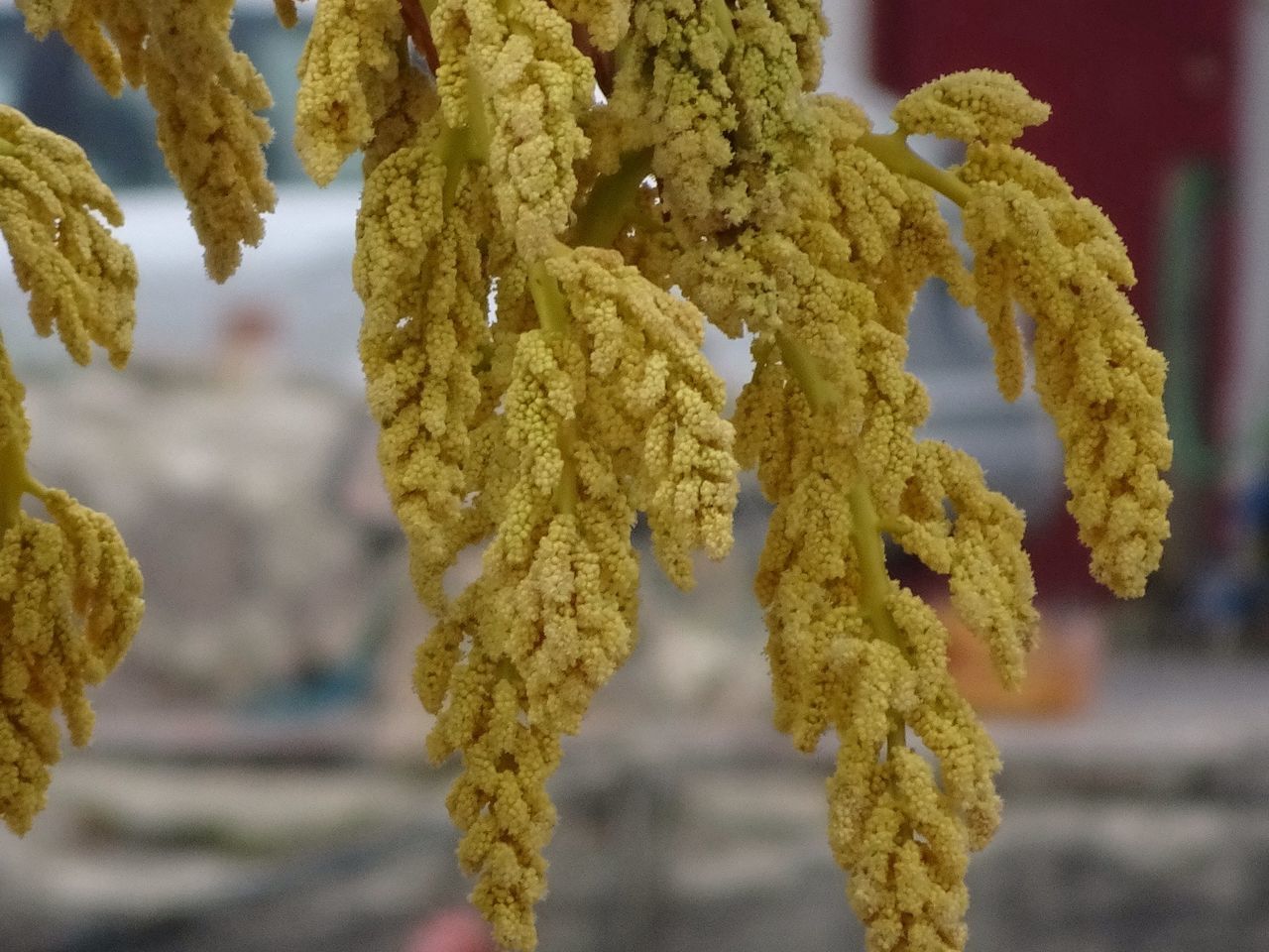 focus on foreground, close-up, tree, nature, growth, selective focus, leaf, day, branch, tree trunk, outdoors, tranquility, beauty in nature, yellow, no people, freshness, dry, natural pattern, season, textured