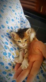 Close-up of hand holding cat on bed at home