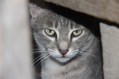 Close-up portrait of a cat