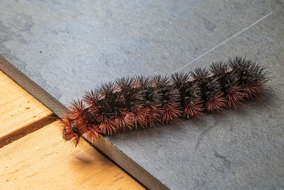 Close-up of caterpillar on table