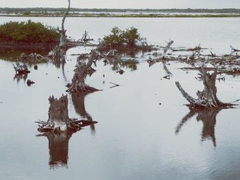 Dead tree in lake against sky