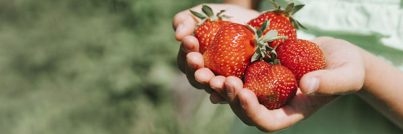 Close-up of hand holding strawberries