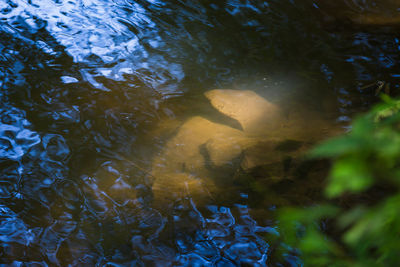 Close-up of fish swimming underwater