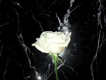 Close-up of rose against black background