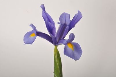 Close-up of white iris flower