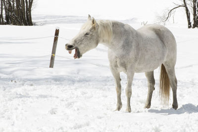 Horse standing on snow field during winter