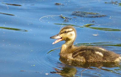 Duck swimming in lake