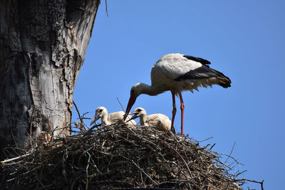 Low angle view of birds in nest against clear blue sky