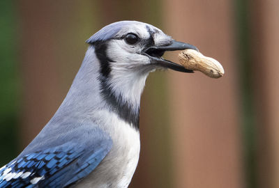 Close-up of bird