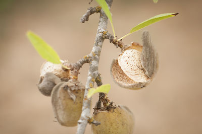 Close-up of insect on plant