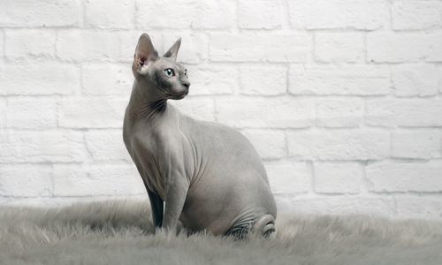 Sphynx cat sit on a fur blanket and look sideways.