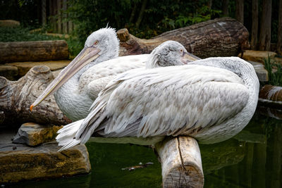 Close-up of pelican on wooden post