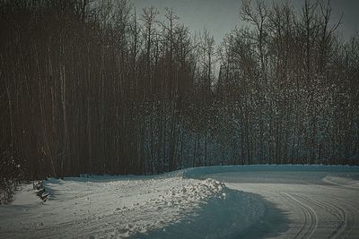 Bare trees in forest during winter