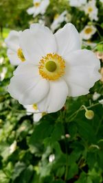 Close-up of white flower blooming outdoors