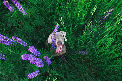 High angle view of dog on purple flowering plant