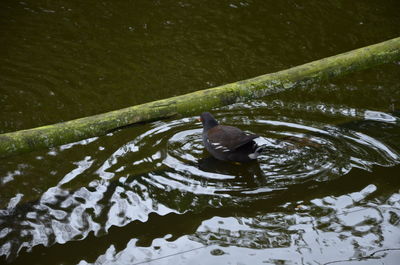 High angle view of duck swimming on lake