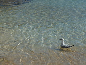 High angle view of swan swimming in water