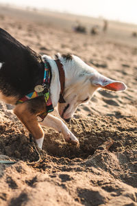 Dog running on beach