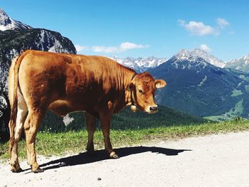 Cow standing on dirt road against mountains during sunny day