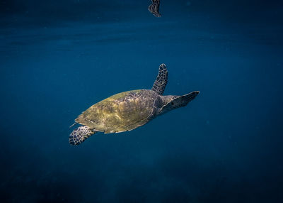 Turtle swimming in sea