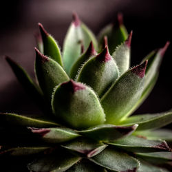 Close-up of succulent plant