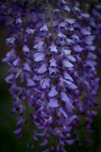 Close-up of purple flowers