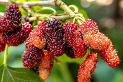 Close-up of strawberries