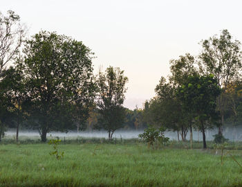 Trees on field against sky