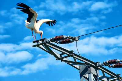 Low angle view of bird perching on pole against sky