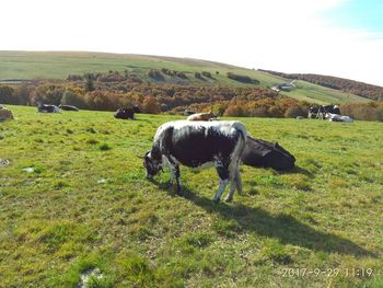 Cow grazing on field against sky