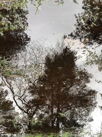 High angle view of trees by lake in forest