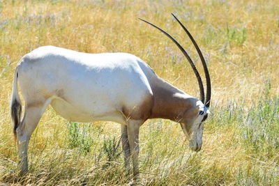 Side view of horse on field