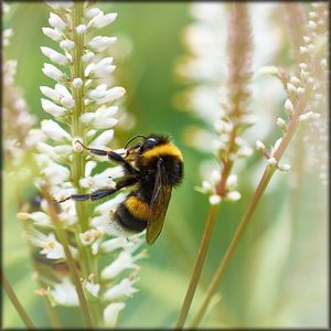 Close-up of bee pollinating on flower