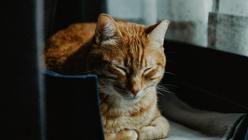 Close-up of cat sitting at home
