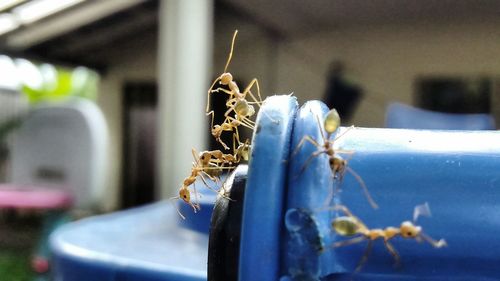 Close-up of insect