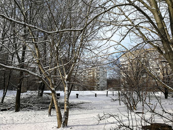 Bare trees on snow covered field