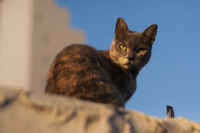 Close-up portrait of a cat