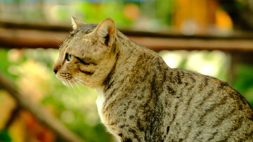 Close-up of a cat looking away