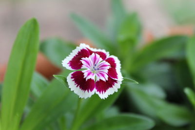 Close-up of dianthus growing outdoors