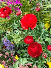 Close-up of poppy flowers