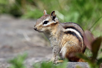 Close-up of chipmunk on rock